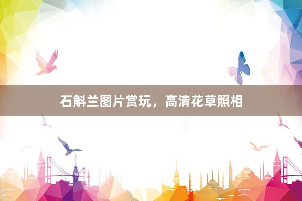 石斛兰图片赏玩，高清花草照相